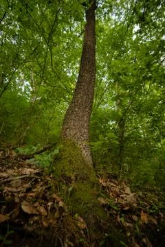 Old tree base and roots Stock Photos
