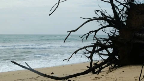 Old tree on beach and blurry sea water in background 動画素材 132085292