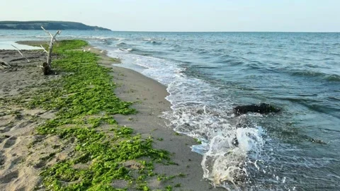 Old tree at the beach Stock Footage 212706687