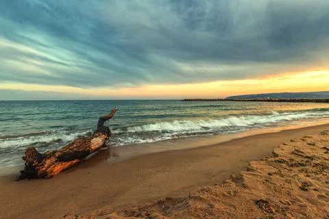 Old tree at the beach Stock Photos