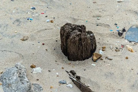 Old tree on the beach. Stock Photos