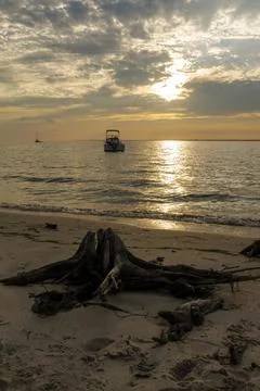 The old tree on the beach sand at the cost of the sea water waves and evening Stock Photos