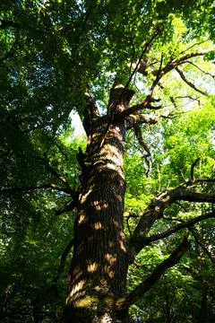 Old tree from below. Looking up perspective. Lush green forest. Full focus. Stock Photos