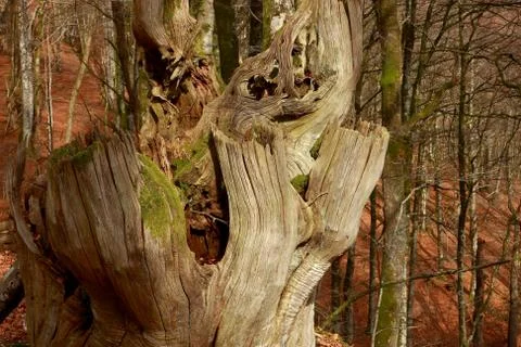 Old tree-Bertiz Stock Photos