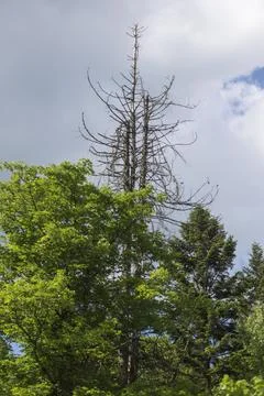 Old tree between younger Foto stock