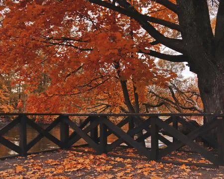 Old tree with big branches in a dark autumn park Stock Photos