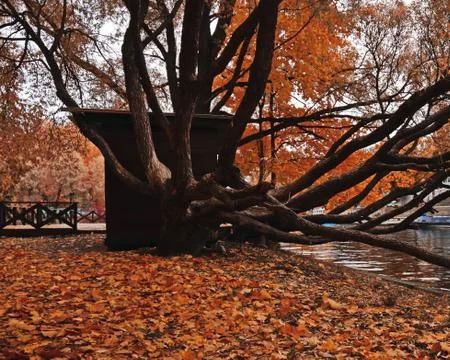 Old tree with big branches in a dark autumn park Stock Photos