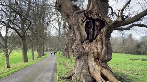 An old Tree with a big hole next to wheatley in Oxford. Stock Footage 261459123
