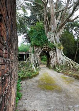 Old tree with big root gate Stock Photos