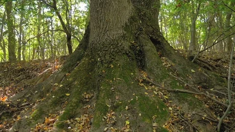 Old  tree with big roots. Camera pan from right to left Video stock 81829010