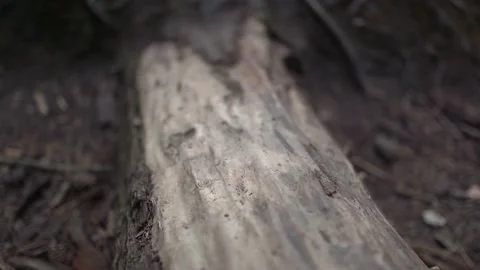 Old Tree With Big Roots. Camera Pan From Forest Stock Footage 180469386