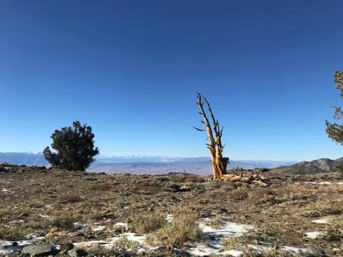 Old tree in Bishop with mountains in the background Foto stock