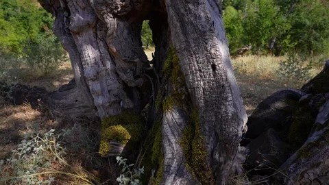 Old tree of Black mulberry Morus nigra with thick bark on beautiful hill Stock Footage 344907183
