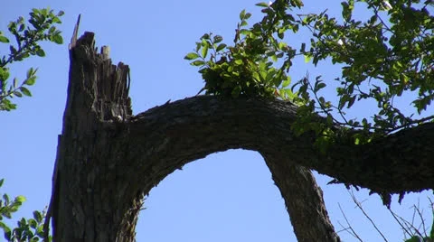 Old Tree &amp; Blue Sky Stock Footage 25884010