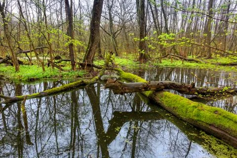 Old tree on bog in forest Stock Photos