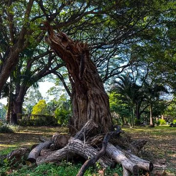 An old tree branch standing thick in middle of a park surrounded by trees a.. Stock Photos
