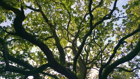 Old Tree Branches And Leaves In The Forest - pullback 動画素材 254016821
