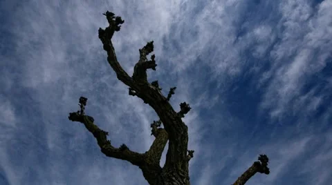 Old tree branches Stock Footage 7974803