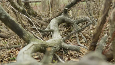 Old tree branches on ground full of dead leaves brown yellow spring automne Vidéo 275302743