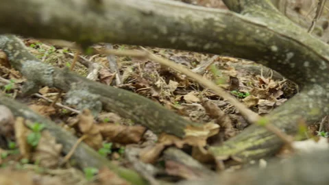 Old tree branches on ground full of dead leaves brown yellow spring automne 스톡 동영상 275302947