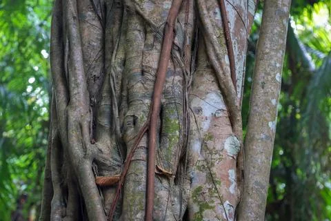 Old tree with branches. Stock Photos