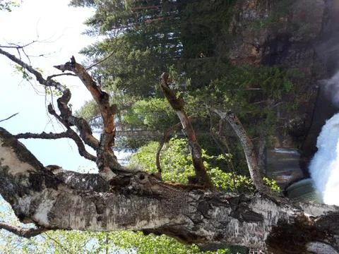 Old tree with branches on the river Stock Photos