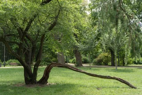Old tree with broken branch in green summer park zone provides relaxing view Stock Photos