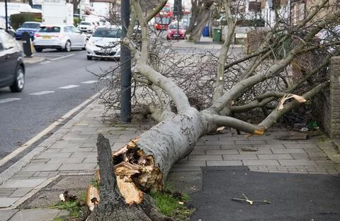 Old tree broken by extremely high wind Stock Photos