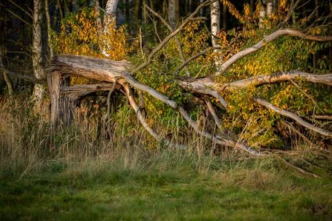 An old tree broken by the wind illuminated by the setting sun Stock Photos