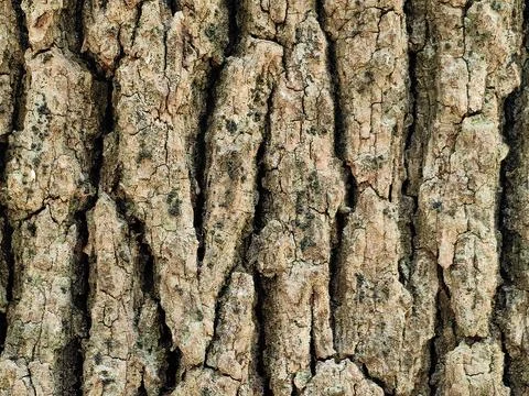 Old tree brown bark trunk in the forest Stock Photos