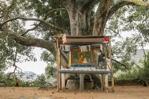 Old tree with buddha altar Stock Photos