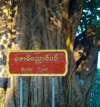 An old tree in burma at the park Stock Photos