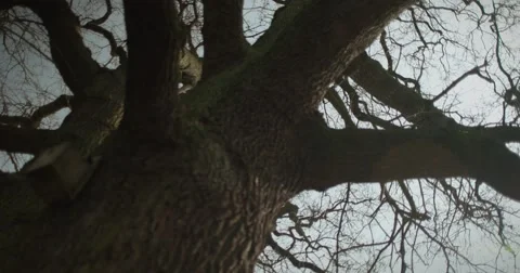 Old tree canopy Stock Footage 60793844