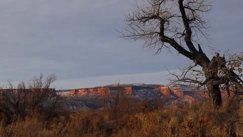 Old tree cliffs 動画素材 240343624