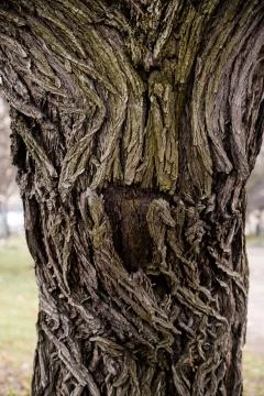 Old tree close-up Foto stock