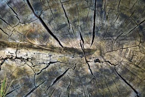 Old tree close-up Stock Photos