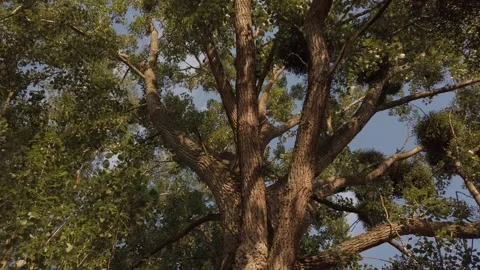Old Tree Close Up Rotating Low Angle Vidéo 135933492