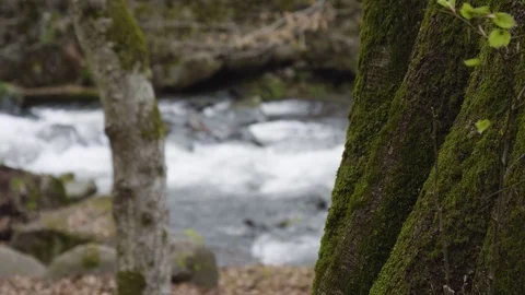 Old tree closeup and a mountain river in the background Stockbeeldmateriaal 88811480