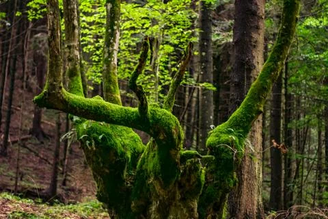Old tree coverd in moss forest walk Stock Photos