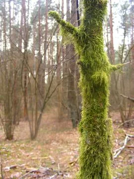 Old tree covered by going green moss Stock Photos