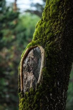 An old tree covered with green moss. A mysterious forest overgrown with moss. Stock Photos