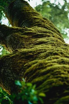 An old tree covered with green moss. A mysterious forest overgrown with moss Stock Photos