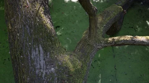 Old tree covered in moss leans over a quiet pond with green algae as sunlight fi Stock Footage 312320476