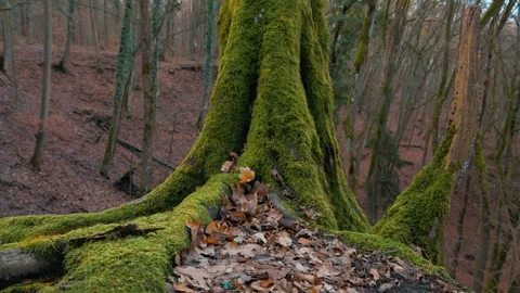 An old tree covered with moss in the middle of the forest. Stock Footage 258276197