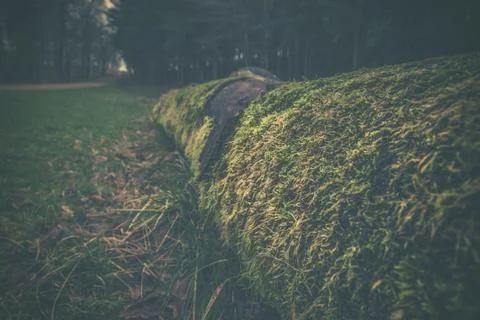 Old tree covered with moss Stock Photos