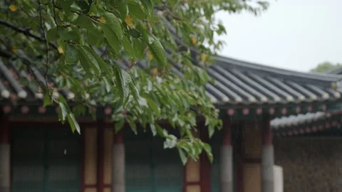 An old tree covered with raindrops and an old rainy landscape in Korea. Stock Footage 140437721