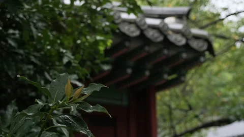 An old tree covered with raindrops and an old rainy landscape in Korea. Stock Footage 140437985
