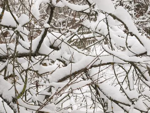 Old tree covered with snow in the winter garden. Stock Photos