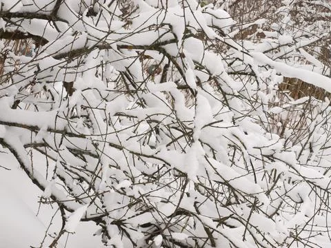 Old tree covered with snow in the winter garden. Stock Photos
