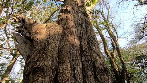 Old Tree crane/jib shot in Ancient Woodland Birdsong 動画素材 145144309